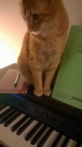 Someone's found his new favourite perch. 